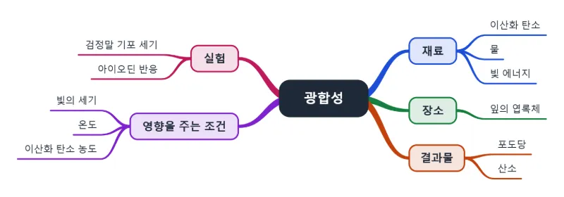중학교 과학 「광합성」 단원을 마인드맵 하나로: 큰 가지 5개, 생각 11개